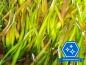 Preview: Wasserschraube - Vallisneria gigantea